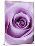 Light Purple Rose-Clive Nichols-Mounted Premium Photographic Print