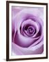 Light Purple Rose-Clive Nichols-Framed Premium Photographic Print