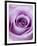 Light Purple Rose-Clive Nichols-Framed Premium Photographic Print