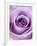 Light Purple Rose-Clive Nichols-Framed Photographic Print