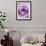 Light Purple Rose-Clive Nichols-Framed Photographic Print displayed on a wall