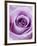 Light Purple Rose-Clive Nichols-Framed Photographic Print