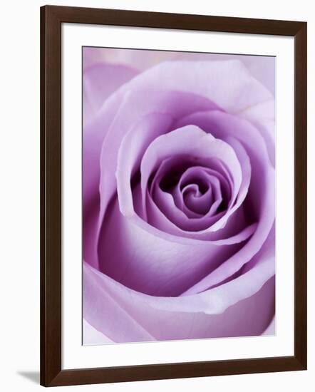 Light Purple Rose-Clive Nichols-Framed Photographic Print