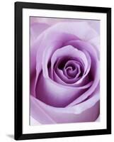 Light Purple Rose-Clive Nichols-Framed Photographic Print