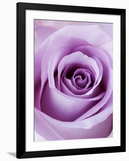 Light Purple Rose-Clive Nichols-Framed Photographic Print