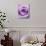 Light Purple Rose-Clive Nichols-Mounted Photographic Print displayed on a wall