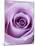 Light Purple Rose-Clive Nichols-Mounted Photographic Print