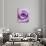 Light Purple Rose-Clive Nichols-Photographic Print displayed on a wall