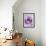 Light Purple Rose-Clive Nichols-Framed Photographic Print displayed on a wall