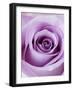 Light Purple Rose-Clive Nichols-Framed Photographic Print