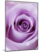 Light Purple Rose-Clive Nichols-Mounted Photographic Print