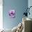 Light Purple Rose-Clive Nichols-Mounted Photographic Print displayed on a wall