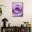 Light Purple Rose-Clive Nichols-Mounted Photographic Print displayed on a wall