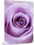 Light Purple Rose-Clive Nichols-Mounted Photographic Print