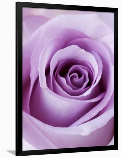 Light Purple Rose-Clive Nichols-Framed Photographic Print