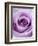 Light Purple Rose-Clive Nichols-Framed Photographic Print