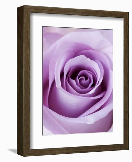 Light Purple Rose-Clive Nichols-Framed Photographic Print