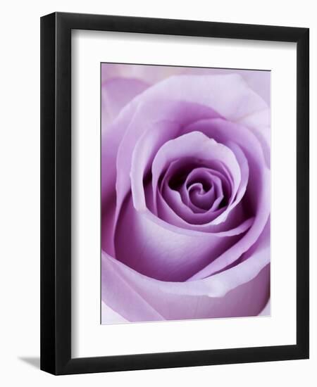 Light Purple Rose-Clive Nichols-Framed Photographic Print
