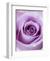 Light Purple Rose-Clive Nichols-Framed Photographic Print