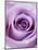 Light Purple Rose-Clive Nichols-Mounted Photographic Print