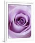 Light Purple Rose-Clive Nichols-Framed Photographic Print