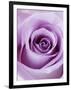 Light Purple Rose-Clive Nichols-Framed Photographic Print