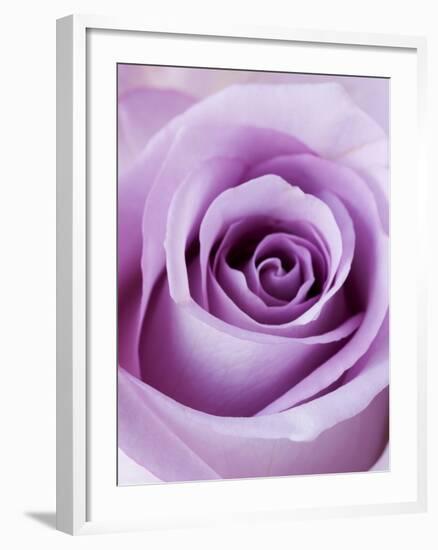 Light Purple Rose-Clive Nichols-Framed Photographic Print