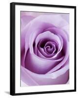 Light Purple Rose-Clive Nichols-Framed Photographic Print