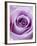 Light Purple Rose-Clive Nichols-Framed Photographic Print