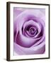 Light Purple Rose-Clive Nichols-Framed Photographic Print