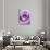 Light Purple Rose-Clive Nichols-Stretched Canvas displayed on a wall