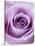 Light Purple Rose-Clive Nichols-Stretched Canvas