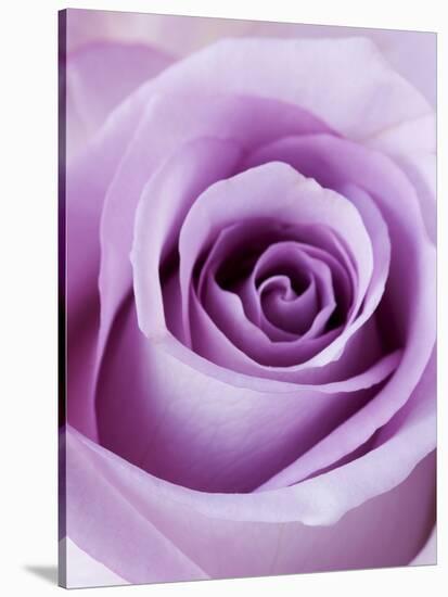 Light Purple Rose-Clive Nichols-Stretched Canvas