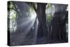 Light Rays Make their Way Through Massive Trees in Ibirapuera Park on a Misty Morning-Alex Saberi-Stretched Canvas