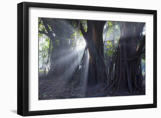 Light Rays Make their Way Through Massive Trees in Ibirapuera Park on a Misty Morning-Alex Saberi-Framed Photographic Print