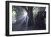 Light Rays Make their Way Through Massive Trees in Ibirapuera Park on a Misty Morning-Alex Saberi-Framed Photographic Print