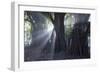 Light Rays Make their Way Through Massive Trees in Ibirapuera Park on a Misty Morning-Alex Saberi-Framed Photographic Print