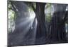 Light Rays Make their Way Through Massive Trees in Ibirapuera Park on a Misty Morning-Alex Saberi-Mounted Photographic Print