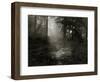 Light Shining Through Trees in Forest-Fay Godwin-Framed Giclee Print