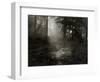 Light Shining Through Trees in Forest-Fay Godwin-Framed Giclee Print