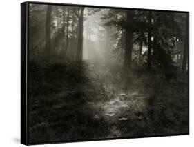 Light Shining Through Trees in Forest-Fay Godwin-Framed Stretched Canvas