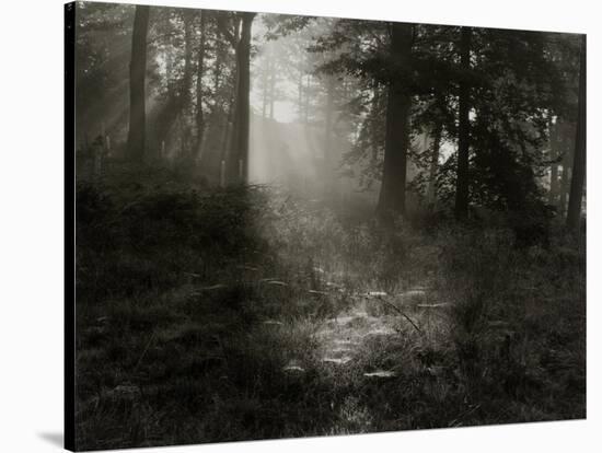 Light Shining Through Trees in Forest-Fay Godwin-Stretched Canvas