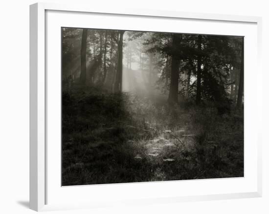 Light Shining Through Trees in Forest-Fay Godwin-Framed Giclee Print