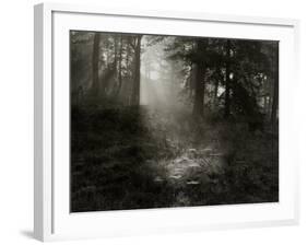 Light Shining Through Trees in Forest-Fay Godwin-Framed Giclee Print