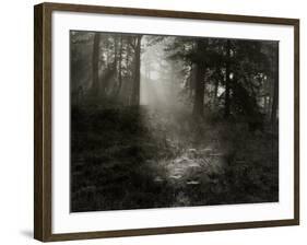 Light Shining Through Trees in Forest-Fay Godwin-Framed Giclee Print