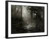 Light Shining Through Trees in Forest-Fay Godwin-Framed Giclee Print