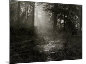 Light Shining Through Trees in Forest-Fay Godwin-Mounted Giclee Print