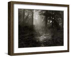 Light Shining Through Trees in Forest-Fay Godwin-Framed Giclee Print