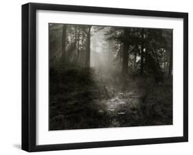 Light Shining Through Trees in Forest-Fay Godwin-Framed Giclee Print