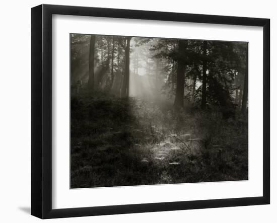 Light Shining Through Trees in Forest-Fay Godwin-Framed Giclee Print